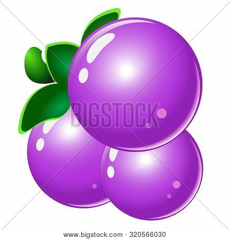 Grapes Fruit. Isolated On A White Background. Vector Fruit For Market, Recipe Design. Organic Food.