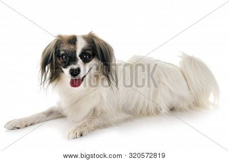 Phalene Papillon Dog In Front Of White Background