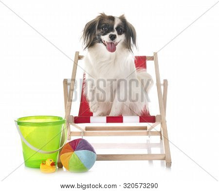 Phalene Papillon Dog In Front Of White Background