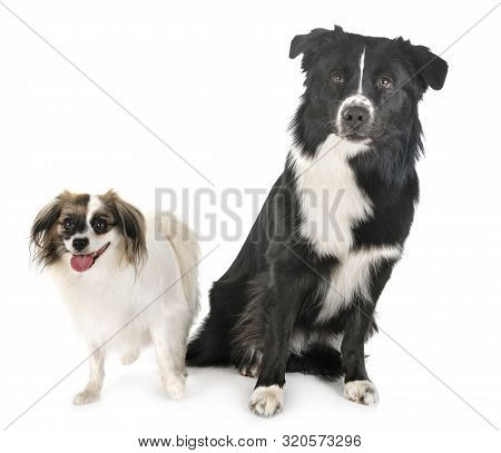 Australian Shepherd And Palene Dog In Front Of White Background