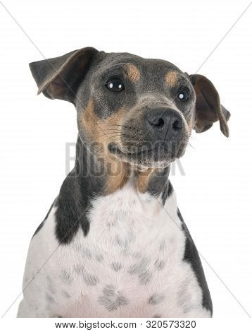 Brazilian Terrier In Front Of White Background