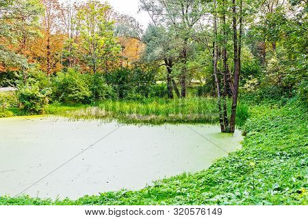 Lush Green Swamp . The Sun Is Peaking Through The Thick Foliage To Reveal A Gorgeous Natural Landsca