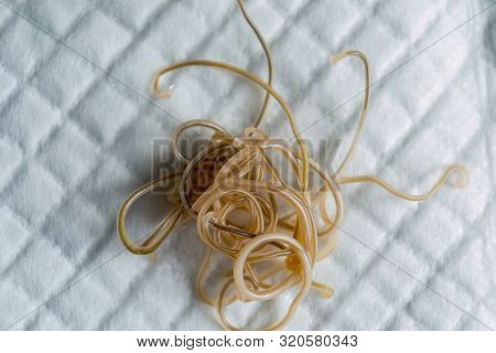 Close-up Photo Of Toxocara Cati. Roundworms From A Cat