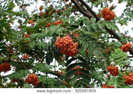 Fruits In The Leafage Of Sorbus Aucuparia In September