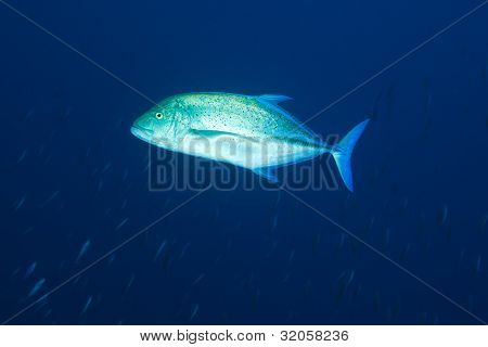 Blue fin Trevally, Malediivit