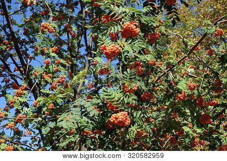 Mant Orange Berries On Branches Of Sorbus Aucuparia Against Blue Sky