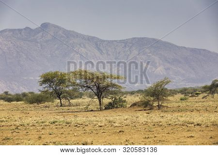 Panorama Of Awash National Park Landscape With Acacia Tree In Front And Mountain In Background, Awas