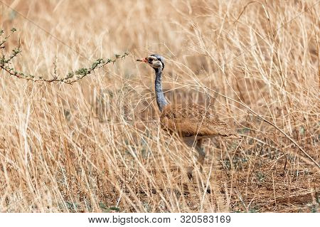 African Bird White-bellied Bustard Or White-bellied Korhaan - Eupodotis Senegalensis, In Awash Natio