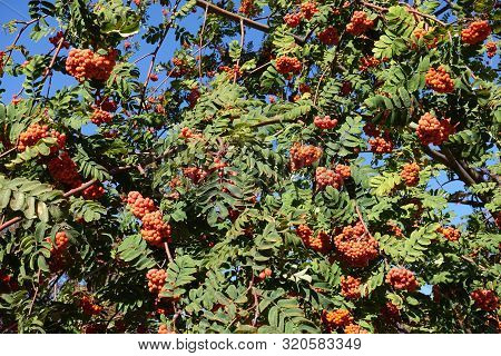 Mountain Ash With Orange Berries In October