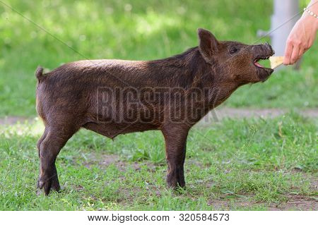 Girl Feeds A Little Pig. In A Green Meadow. The Concept Of Sustainability, Love Of Nature, Respect F