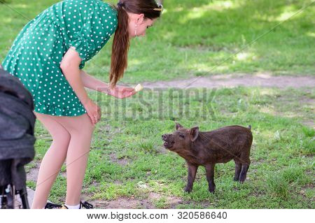 Girl Feeds A Little Pig. In A Green Meadow. The Concept Of Sustainability, Love Of Nature, Respect F