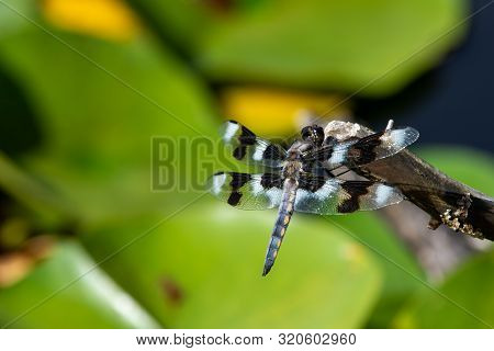 An Eight-spotted Skimmer (libellula Forensis) Dragonfly Perched On A Tree Branch Up Close Showing Of