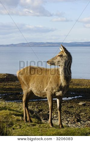Red Deer Doe på Shoreline
