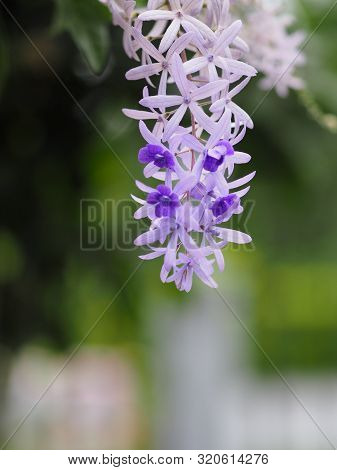 Sandpaper Vine. Purple Wreath. Flower Bunch Purple Bouquet Of Five Petals, Like A Five Pointed Petal