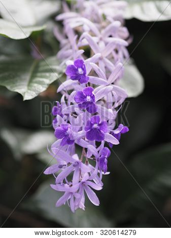 Sandpaper Vine. Purple Wreath. Flower Bunch Purple Bouquet Of Five Petals, Like A Five Pointed Petal