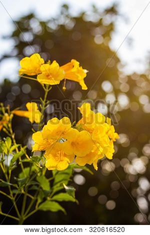 Yellow Elder, Trumpetbush, Trumpetflower, Yellow Trumpet-flower, Yellow Trumpetbush