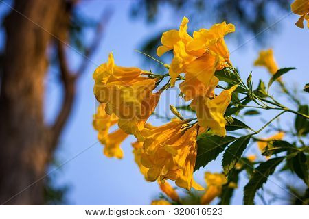 Yellow Elder, Trumpetbush, Trumpetflower, Yellow Trumpet-flower, Yellow Trumpetbush