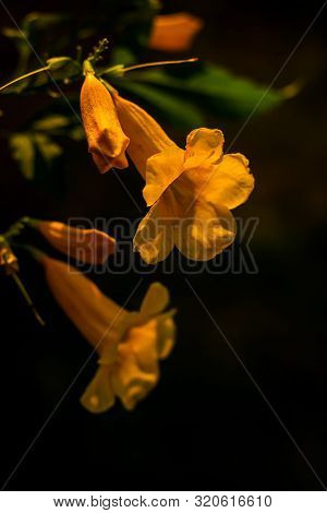 Yellow Elder, Trumpetbush, Trumpetflower, Yellow Trumpet-flower, Yellow Trumpetbush