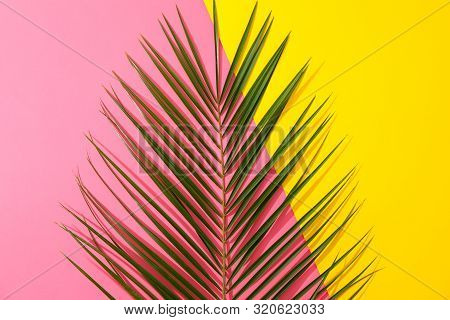Howea Palm Leaves On Two Tone Background, Copy Space