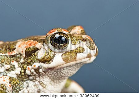 Bufo viridis. Grønne tudse på grå baggrund. Studio skud.