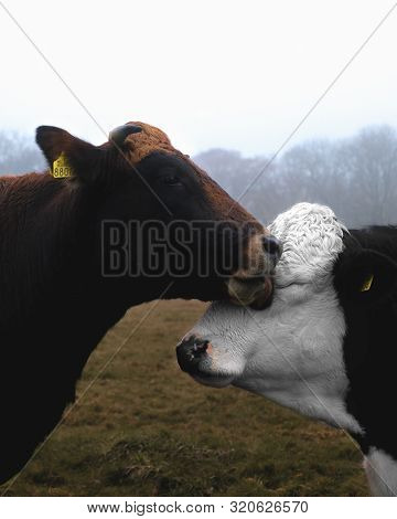 Brown Cow Licking The Face Of A Black And White Cow
