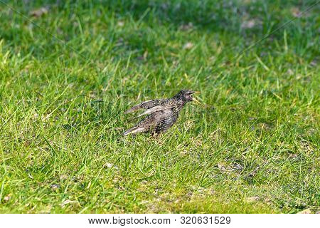 Screaming Starling. Opened The Beak. The Covenant Of Their Relatives. Screaming Young Starling. Star