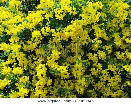 Coronille Glauca