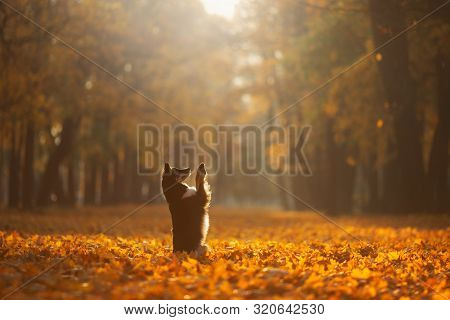 Dog In The Yellow Leaves In Autumn In The Park. Pet For A Walk. Tri-color Border Collie