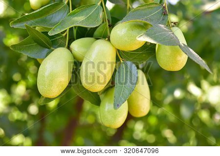 Jujube Jojoba Plant Tree