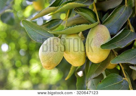 Jujube Jojoba Plant Tree