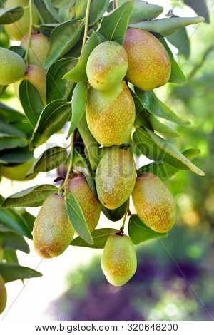 Jujube Jojoba Plant Tree