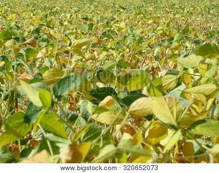 A luxurious rapeseed field that has matured towards the end of summer.