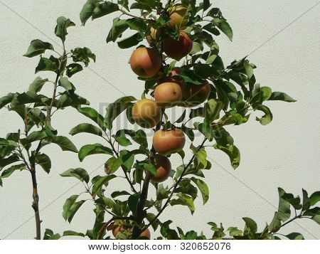 Apple Tree In Apples. Apples Ripened In The Garden.