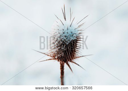 Prickly Plant Covered With Snow On A White Winter Background. Isolated Object. Winter Time.