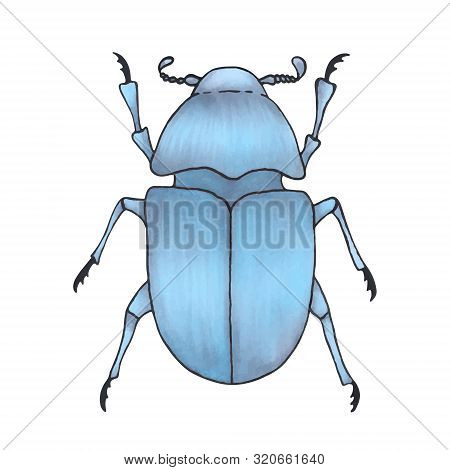 Bug Blue. Hand Drawn Insect Illustration, Detailed Art. Isolated Bug On White Background