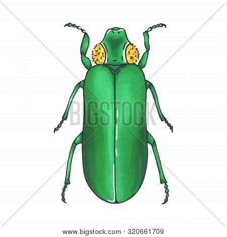 Bug Green. Hand Drawn Insect Illustration, Detailed Art. Isolated Bug On White Background