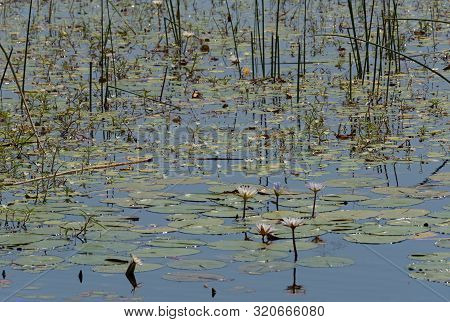 Water Lilies In The Thamalakane River Near Maun, Botswana