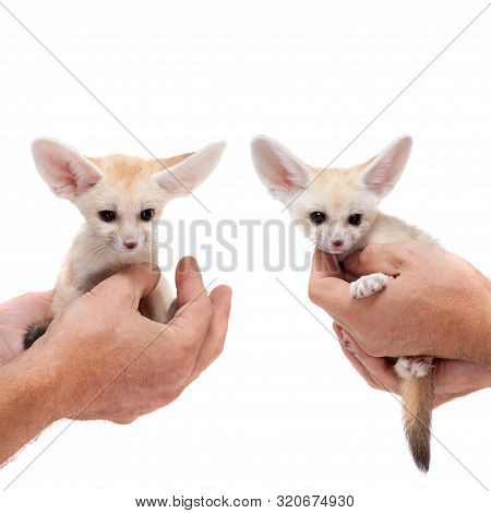 Pretty Fennec Fox Cub On White Background