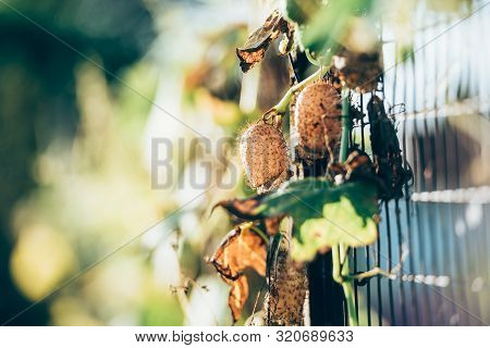 Echinocystis Medicinal Herb Plant.  Echinocystis Lobata, Wild Cucumber, Prickly Cucumber. Autumn Dry