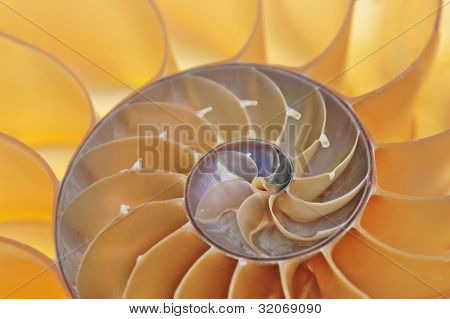 Detailní fotografie rozpůlenou podsvícení shell Nautilus chambered (Nautilus pompilius)