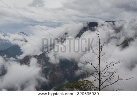 Isolated Tree With Mountain Background Image Taken At Kodaikanal Tamilnadu India From Top Of The Hil