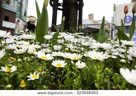 Daisy Or Bellis Perennis Flowers In Garden At Front Of Naka Kasai Town Of Edogawa Ku City For Japane
