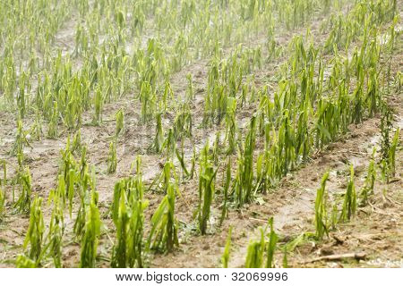 Grêle endommagé domaine agricole - météo-tempête