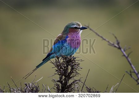 Lilac-breasted Roller On Branch In Masai Mara ,kenya.