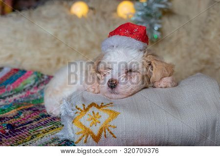 Chinese Crested Powderpuff Dog Sleeps With Chrismas Hat.