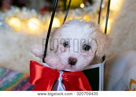 Chinese Crested Powderpuff Dog In A Christmas Gift Bag Or Box