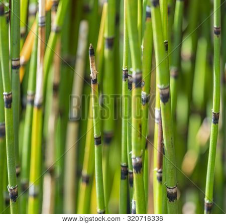 A Full Frame Horsetail Plant Stipes Closeup