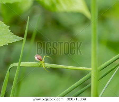 Small Green Crab Spider On A Plant Stipe In Green Ambiance
