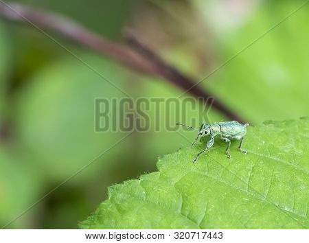 A Nettle Weevil On A Leaf In Green Ambiance