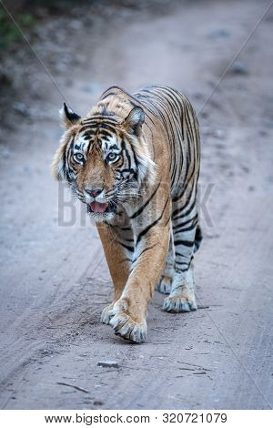 Ranthambore Wild Male Bengal Tiger Close Up Coming Head On An Evening Walk And Territory Markings On